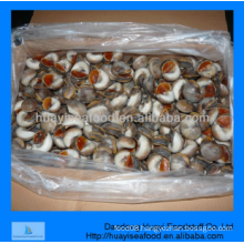 perfect frozen best quality moon snail for sale